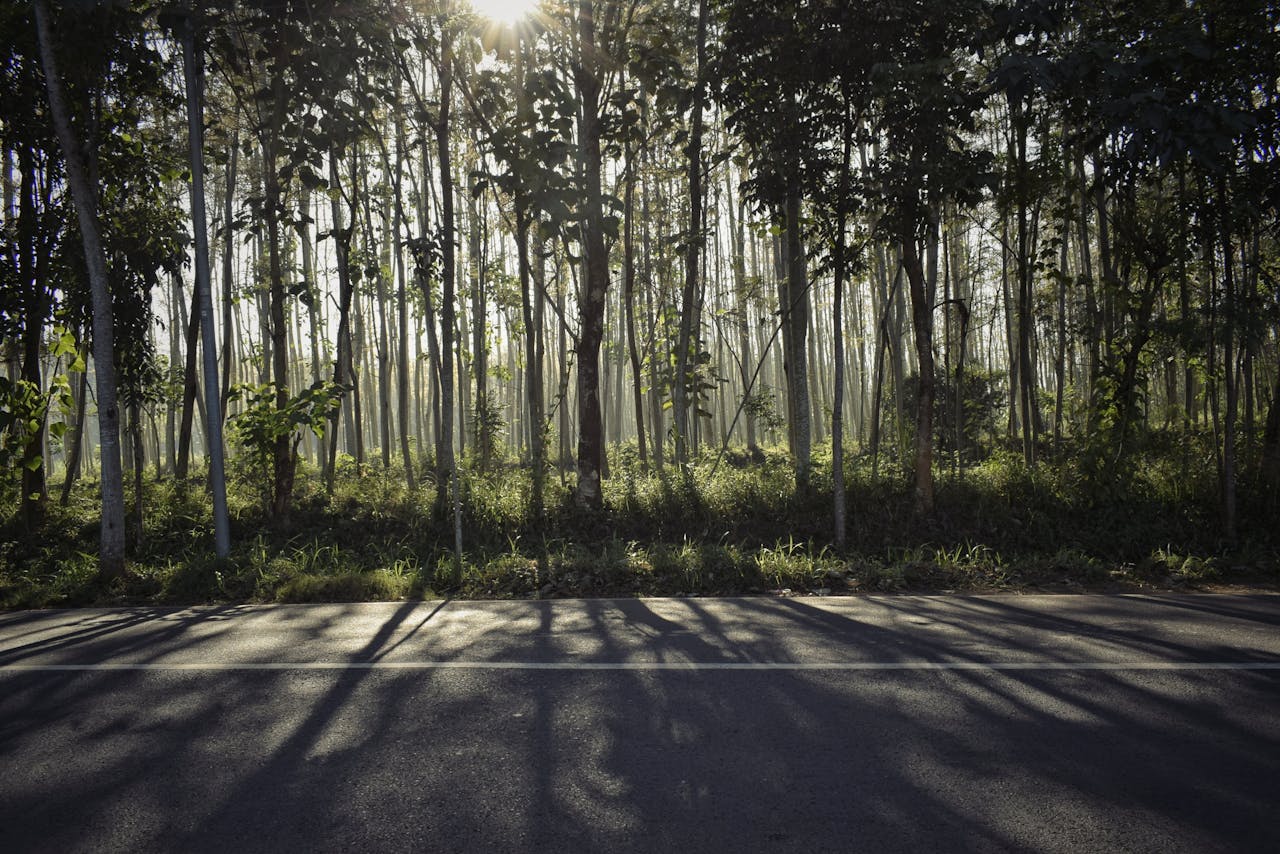 Sunrays penetrate a teak forest in Bondowoso, Indonesia, creating tranquil shadows on the road.